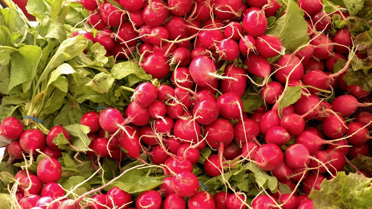harvested-fresh-radishes-3511163_1920.jpg