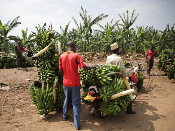 uganda-5005579_1920.jpg