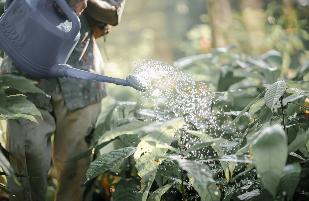 Rainforest Alliance Reg Ag.jpg