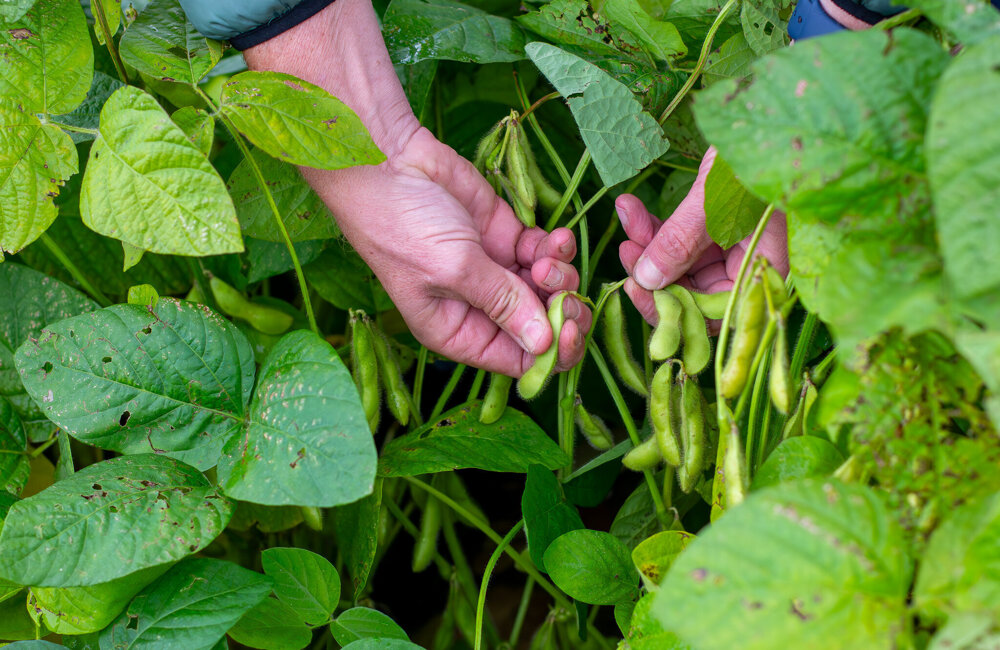 Edamame bonen aan plant.jpg