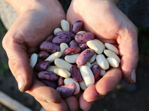 runner-beans-1835646_1280.jpg