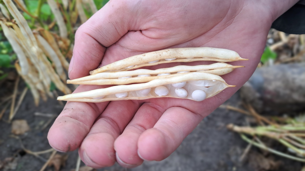 De-Hollandse-witte-bonen-van-HAK-in-hand.jpg