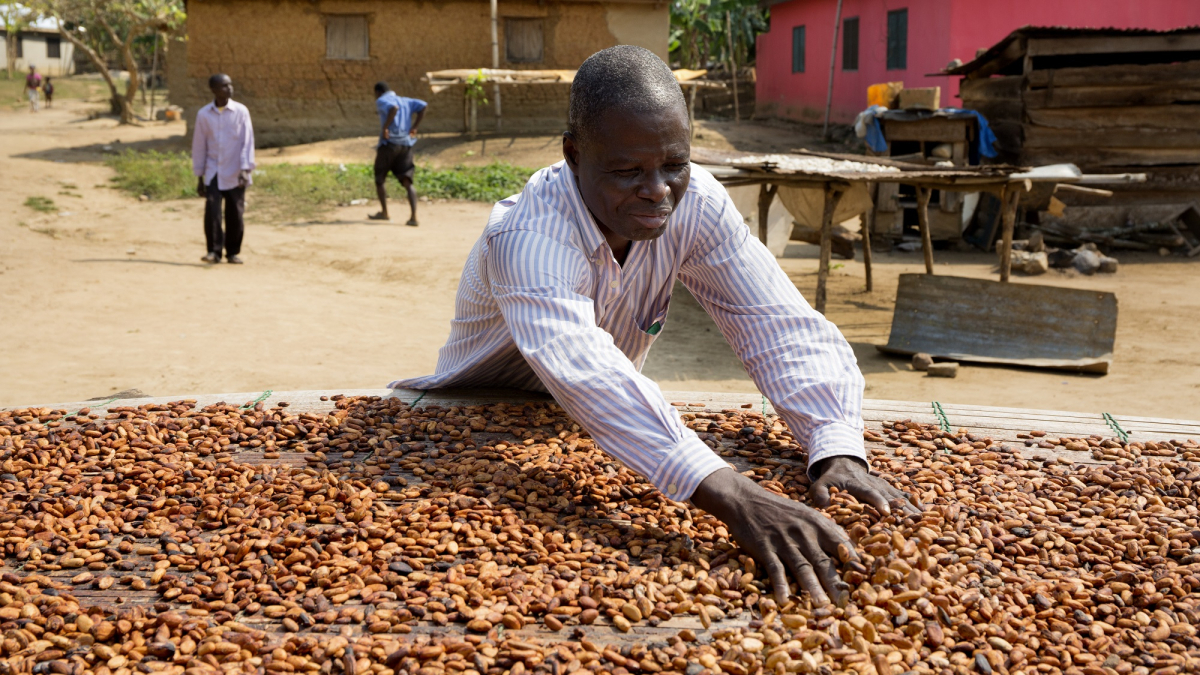 Tonys-Chocolonely_cocoa_drying_01.jpg