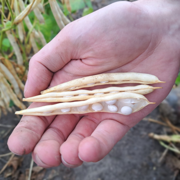 De-Hollandse-witte-bonen-van-HAK-in-hand.jpg