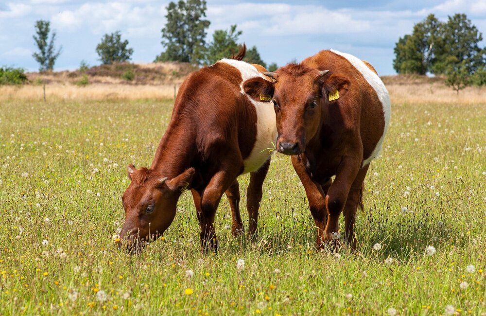cows-6524264_1920.jpg