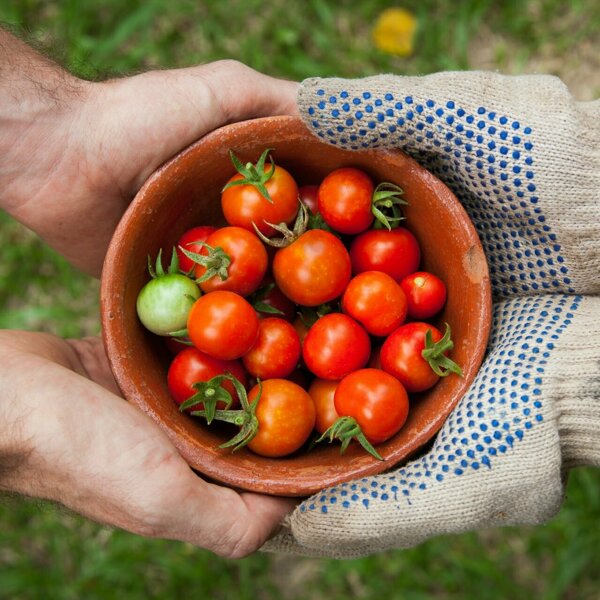 boeren_tomatenteelt_groenten_agf_handen_gewas.jpg