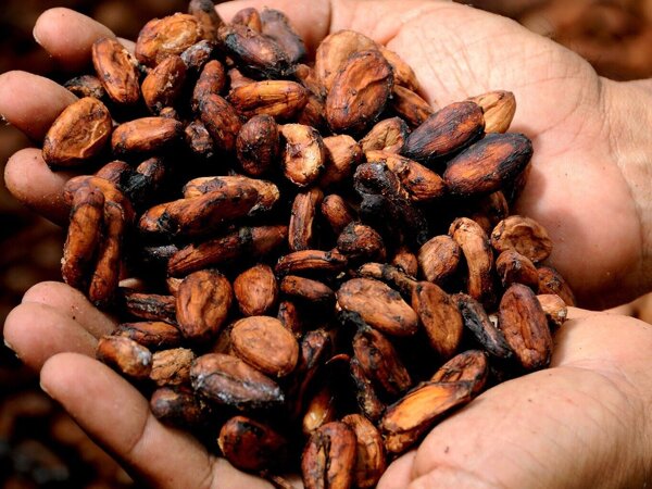 Foto cacao.jpg