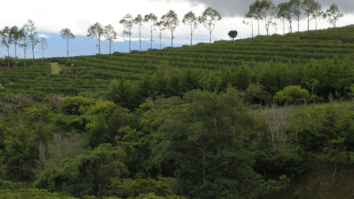 koffieplantage Illy.png