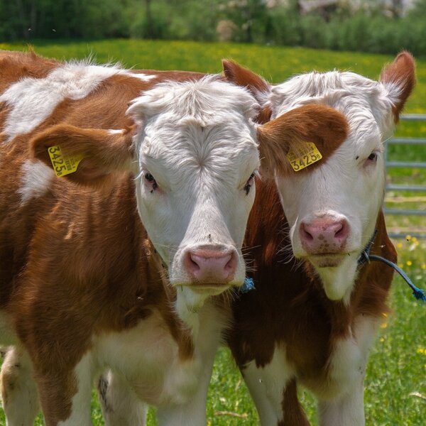 animals-4295395_1920.jpg