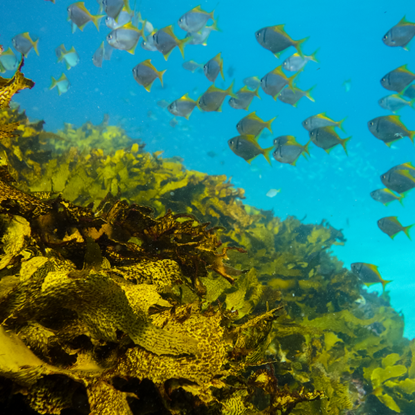 Image 1 - Thumb - oceaan.png