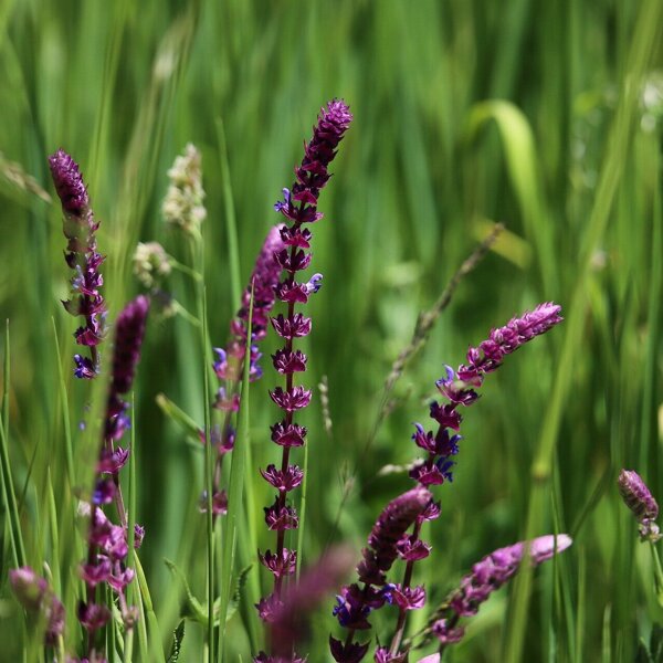steppe-sage-8112444_1920.jpg