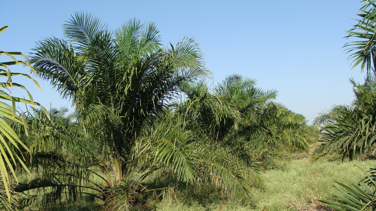 oil-palm-287878_1920.jpg