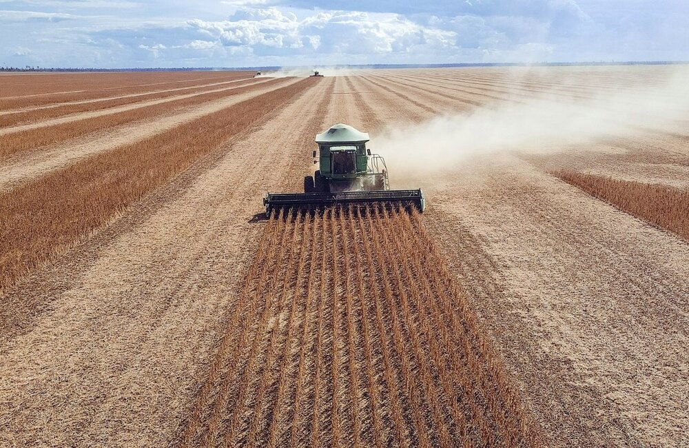 harvest-9554525 (1).jpg