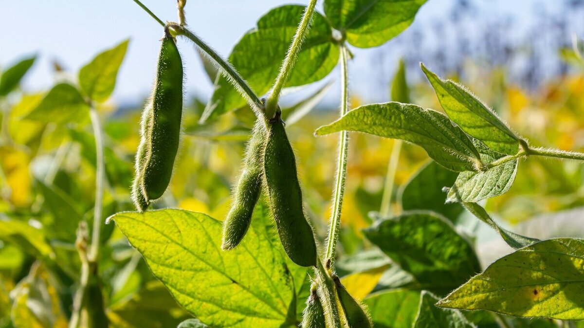 edamame sojabonen.jpg