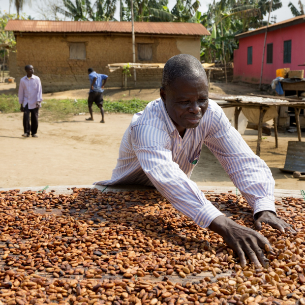 Tonys-Chocolonely_cocoa_drying_01.jpg