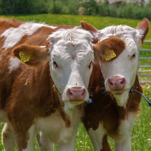 animals-4295395_1920.jpg