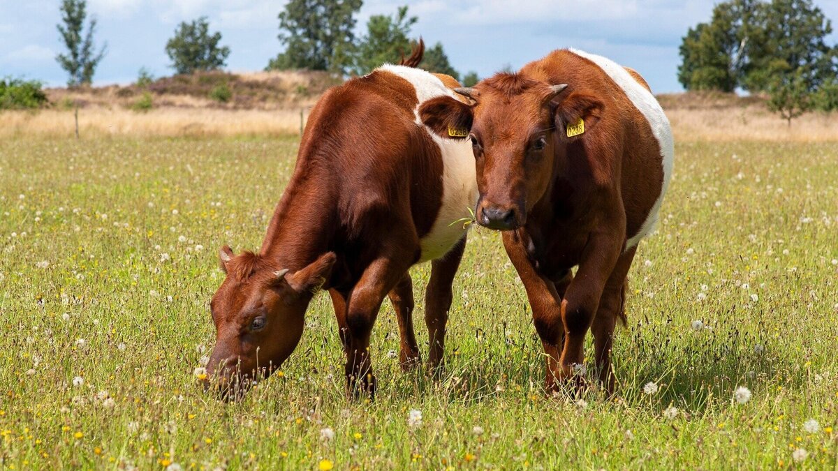 cows-6524264_1920.jpg
