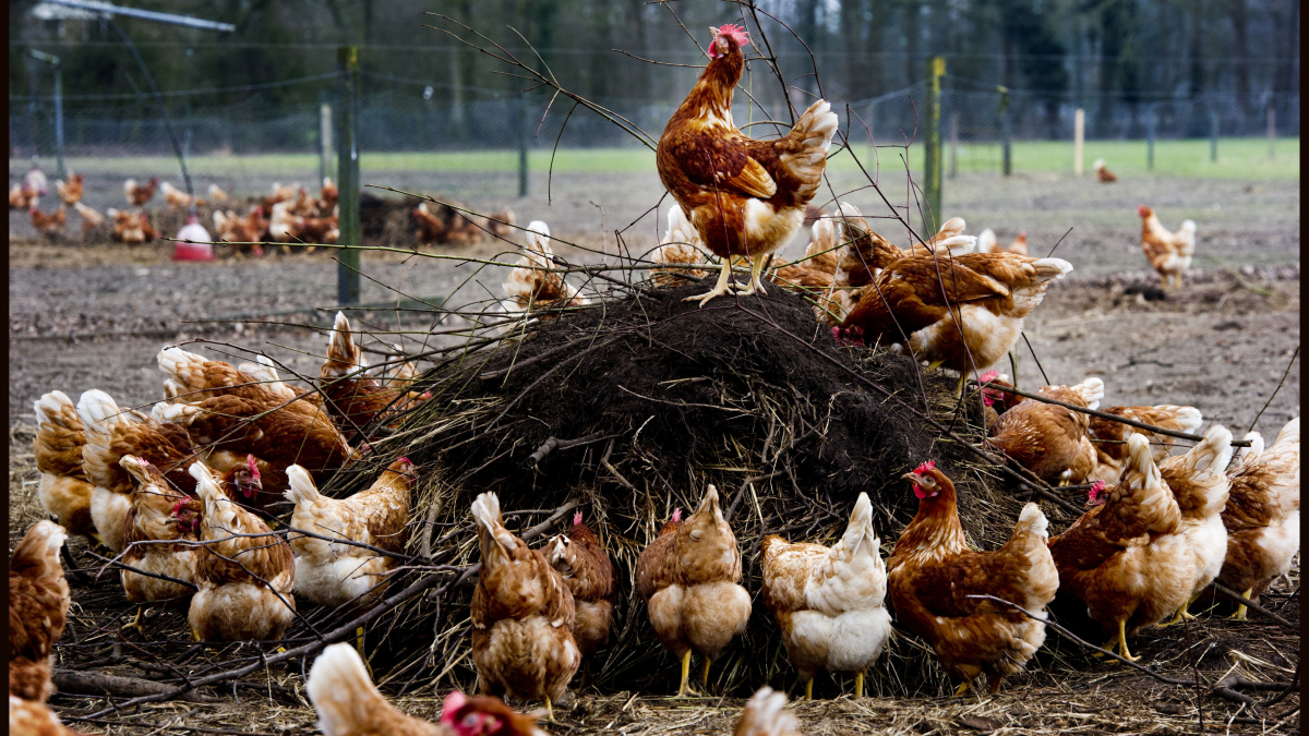 kippen kip eieren.jpg