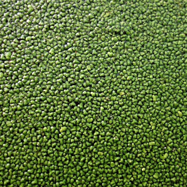 duckweed-1468049.jpg