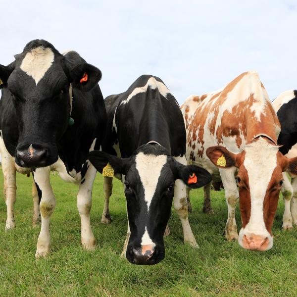 PLUS_Vogelvriendelijke kaas Klaverland Boerenbuiten_Koeien.jpg