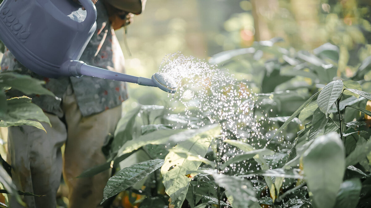 Rainforest Alliance Reg Ag.jpg