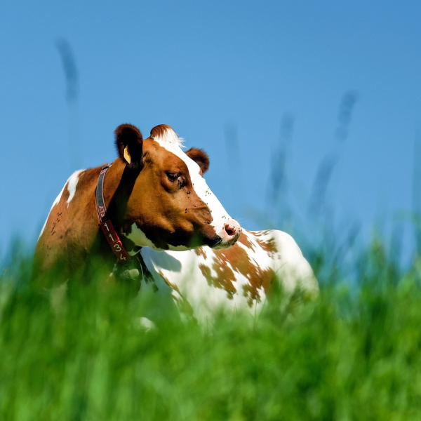 cow-1374685_1920.jpg
