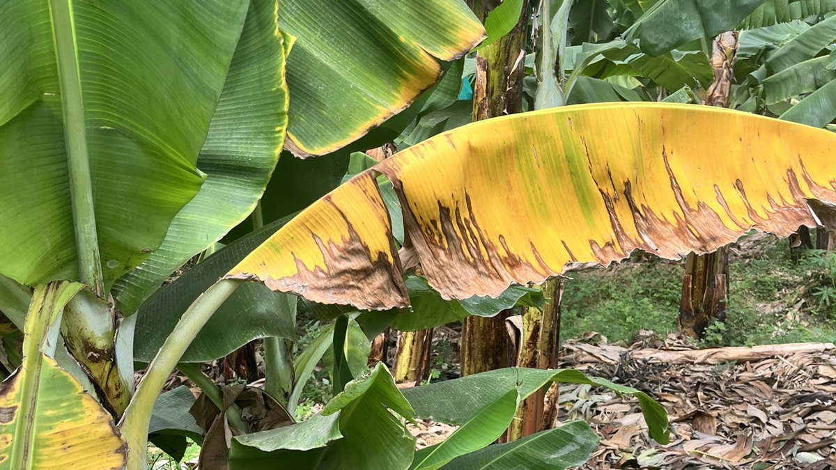 Zieke bananenboom.JPEG