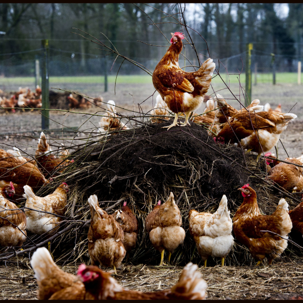 kippen kip eieren.jpg