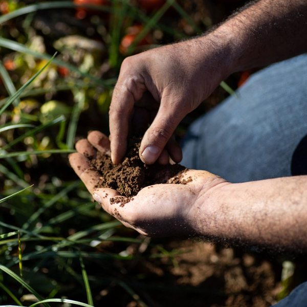 Soil Badajoz Spain LR.jpg