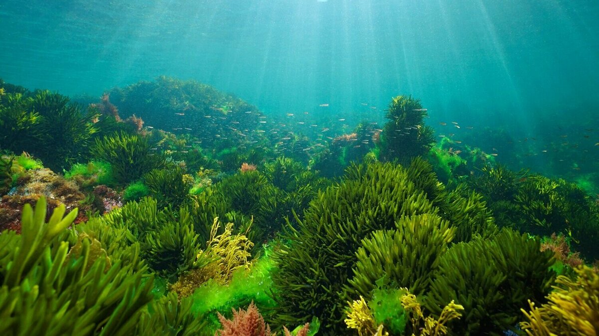 foto bij kader ocean.jpg