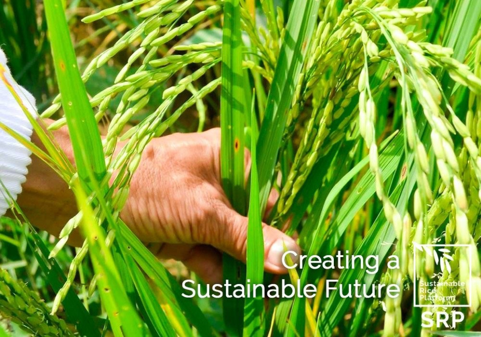 sustainablericeplatform_lidl.jpg