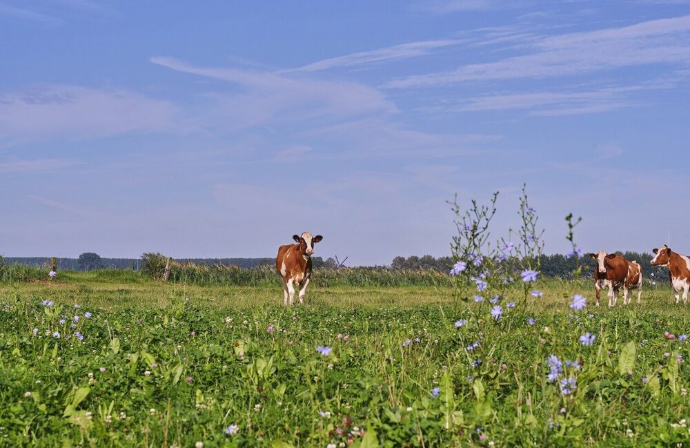 2 jaar Kruidenrijk Grasland.jpg