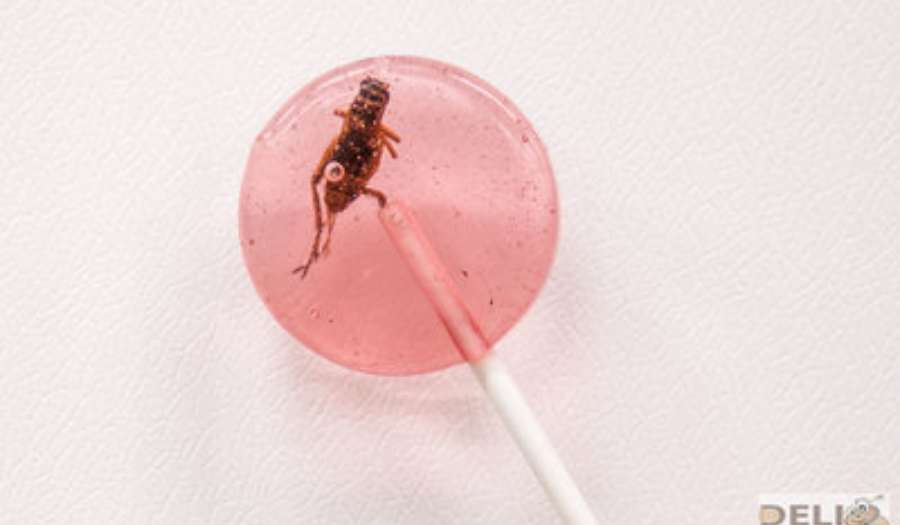 krekellolly-a900x525