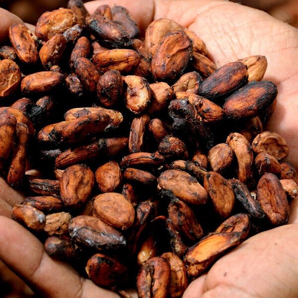 Foto cacao.jpg