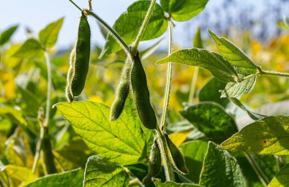 edamame sojabonen.jpg