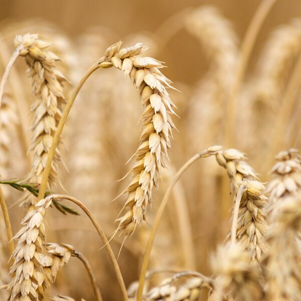 wheat-6536039_1920.jpg