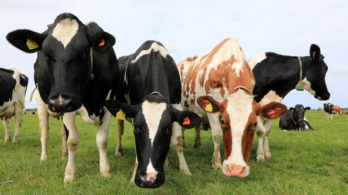 PLUS_Vogelvriendelijke kaas Klaverland Boerenbuiten_Koeien.jpg