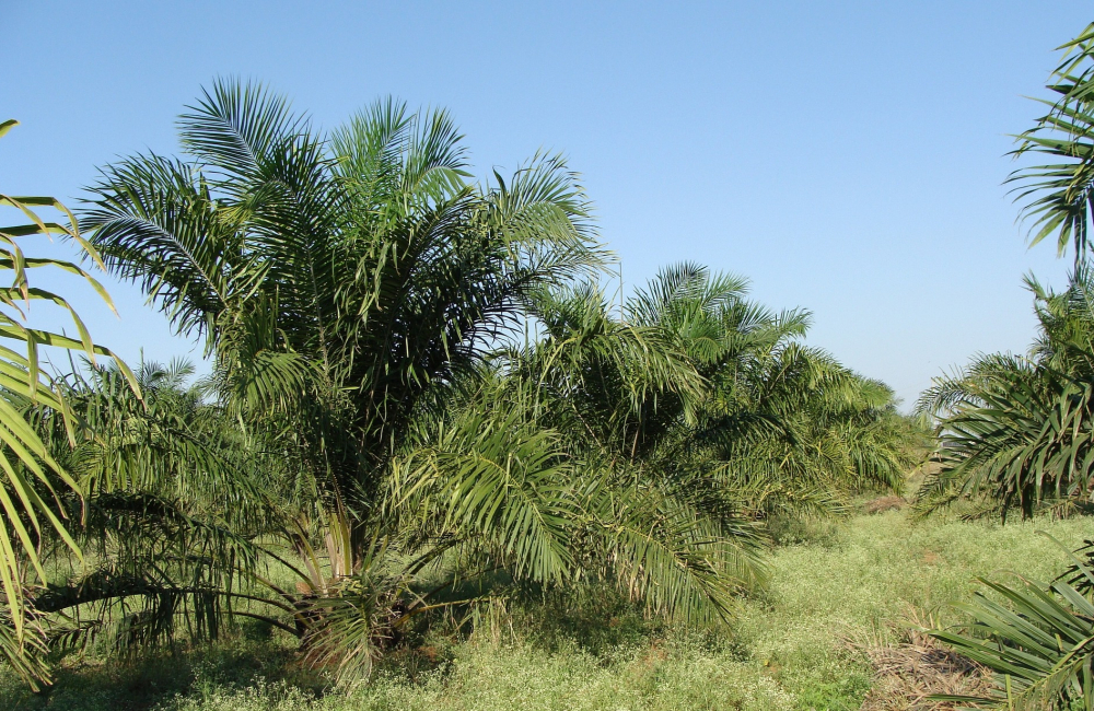 oil-palm-287878_1920.jpg