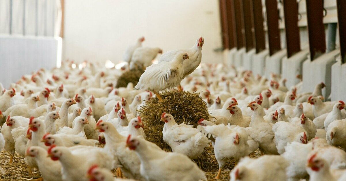 Thuys – Konijnenhok Van Hout – Driehoekige Huisdierenkooi – Voor