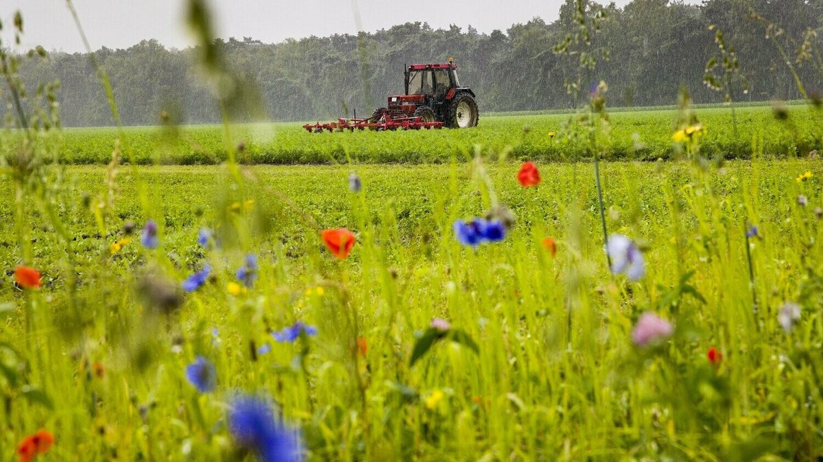 Wortel Collectief 2.jpg