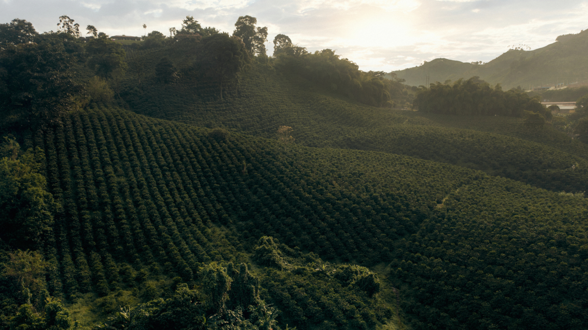 Landscape Visual.jpg