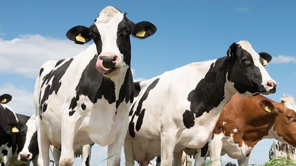 Arla Koeien Wij Boeren Melk Zuivel Nederland.jpg