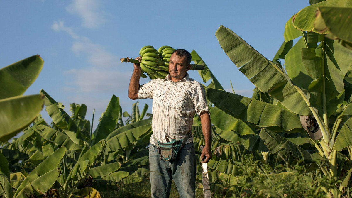 fairtrade bananenboer.jpg