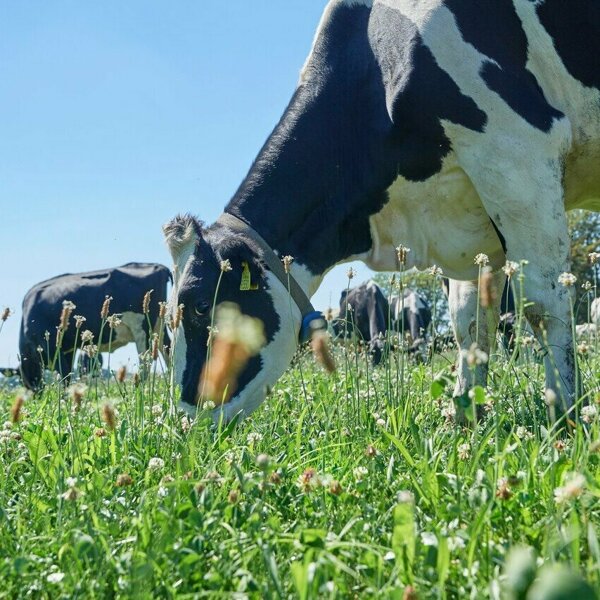 campina.jpg