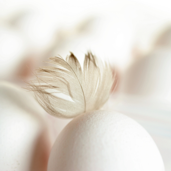 egg-4026167.jpg