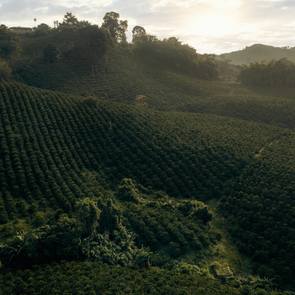 Landscape Visual.jpg