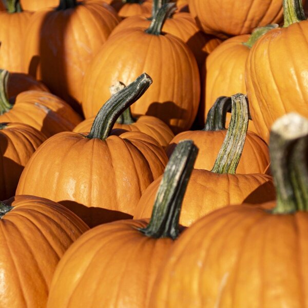 pumpkins-8287968_1920.jpg