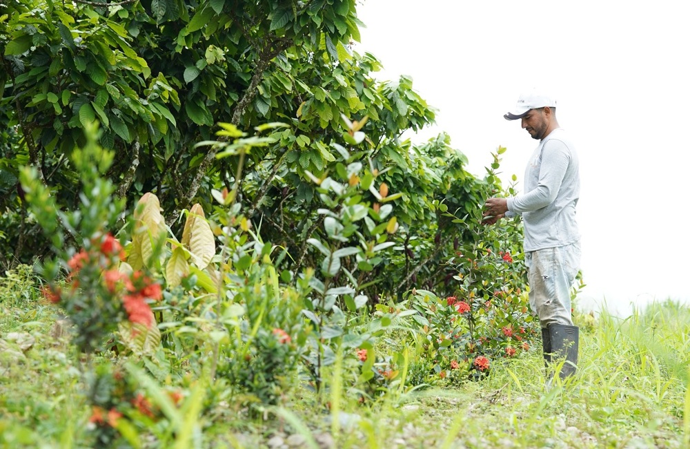 ofi_Ecuador_Cocoa_Farmer_Agroforestry.JPG