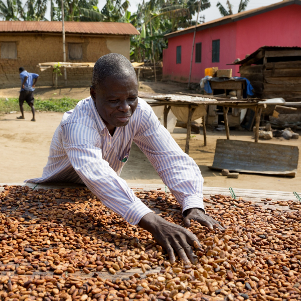 Tonys-Chocolonely_cocoa_drying_01 (1).jpg