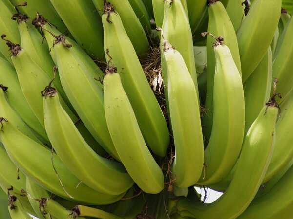 nature-2648185_1920.jpg